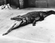 Crocodile / Pina Bauch - fot. H.Newton - Wuppertal, 1983